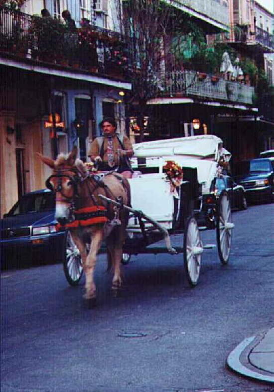 Esel im French Quarter